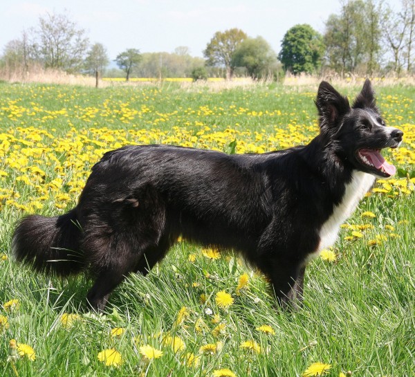 Amidala-600 IMG_3783.JPG